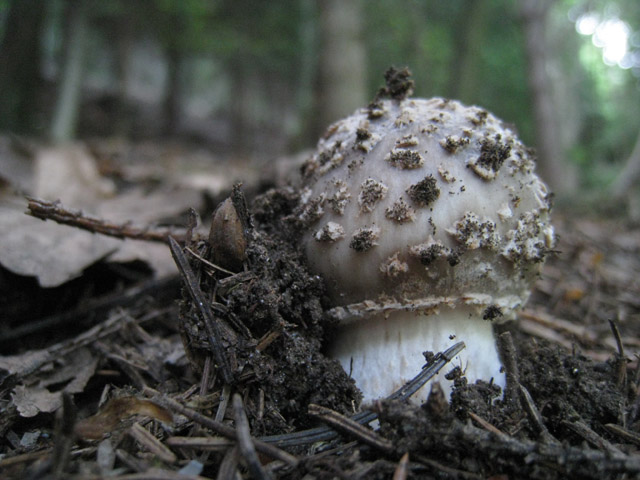 Pecceta e betulleto lombardo